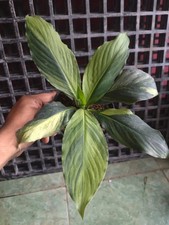Spatufilum Sensation Variegated Real Pict Rare Monstera