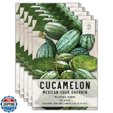 Seed Needs Cucamelon Seeds for Planting Mexican Sour Gherkin Miniature Mouse 