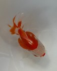 thai oranda gold Fish High Quality