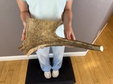 1 Huge JUMBO Whole MOOSE ANTLER Dog Chew SALE SELECT MASSIVE COLOSSAL BIG 15  