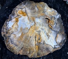 RARE Polished Petrified Wood Oak Fox Mountain, CA 12”x9” Modoc Plateau Miocene