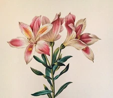 P J Redoute ALSTROEMERIA PELEGRINA Vintage Botanical Art Book Plate Print 2