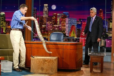 Jeff Corwin with a gaboon viper Tonight Show with Jay Leno NBC Stu- Old Photo