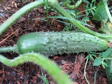 CUCUMBER * PICKLING * 25 SEEDS *