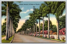 FL Florida Stately Avenue Palms   1954 Vintage Linen  Postcard