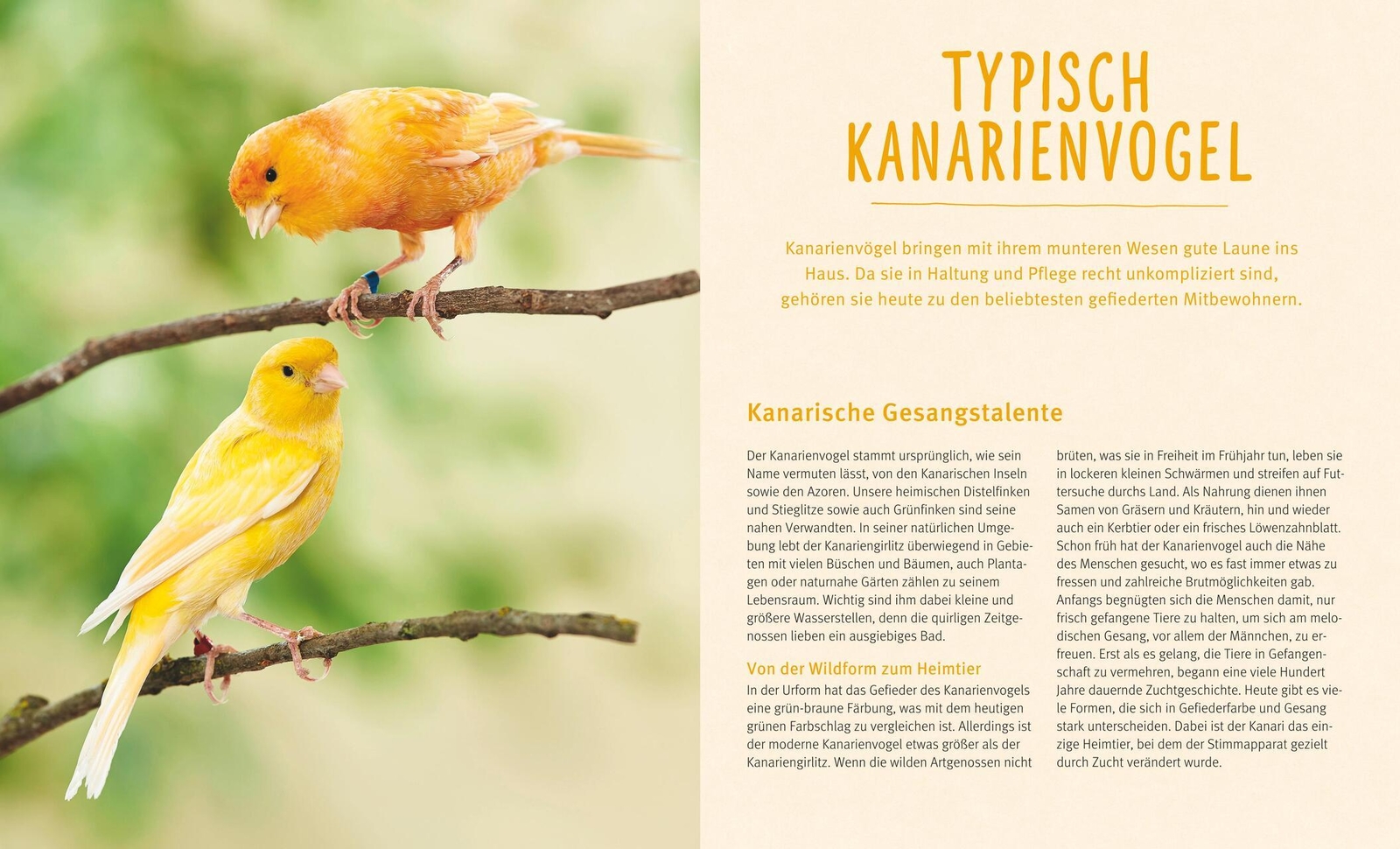 Thumbnail - Kanarienvögel Thomas Haupt