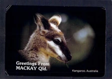 D8801 Australia Animals Kangaroo Wallaby Mackay Q postcard