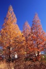 Metasequoia glyptostroboides - Redwood Dawn - 20 Semi