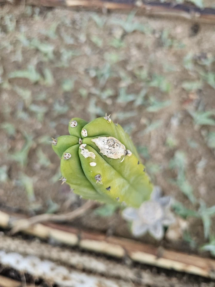 Green Columnar cactus, 8" branch - Image 4 of 4