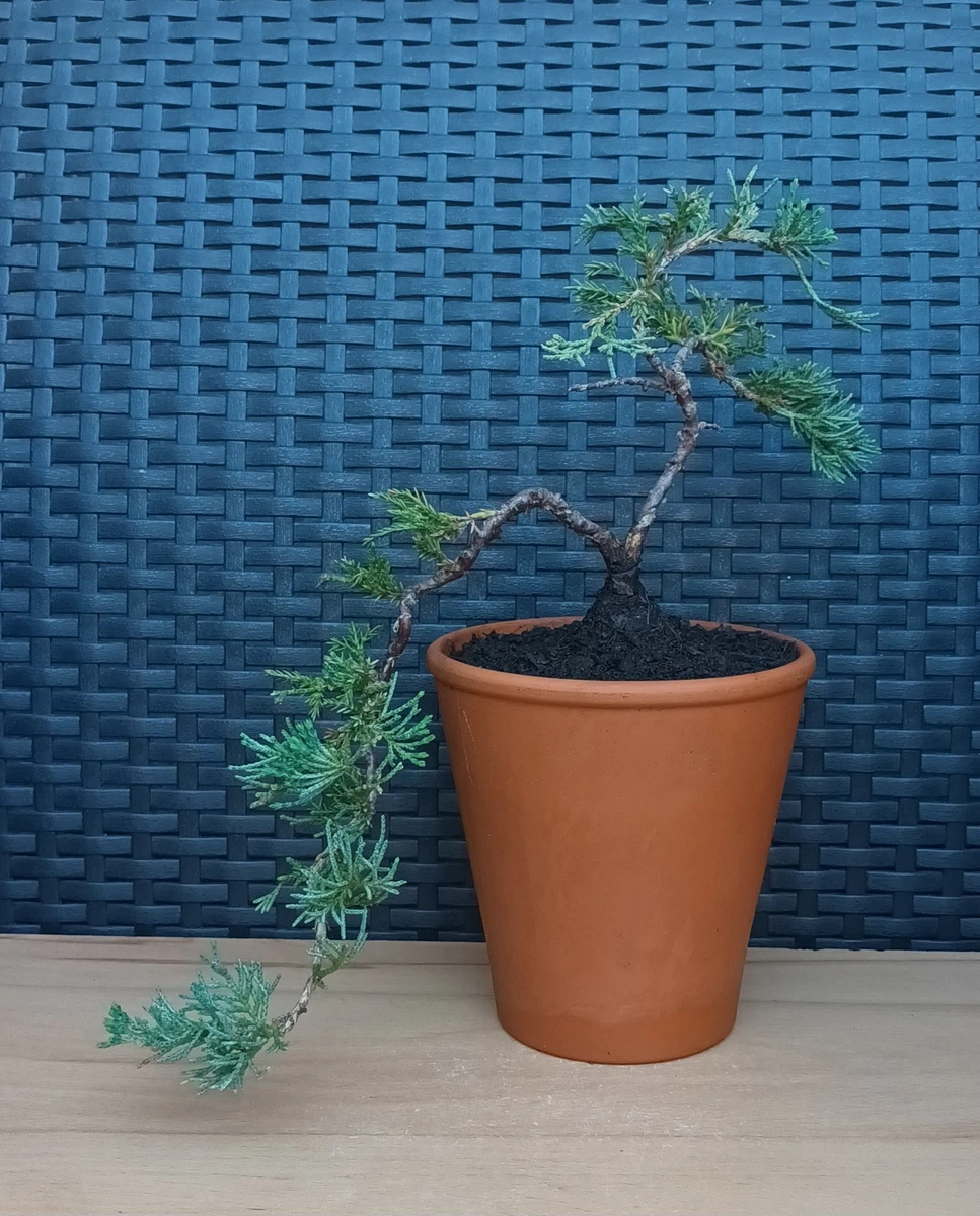 Wacholder/(Juniperus)-Bonsais online kaufen | eBay.de