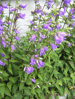 NESSELBLTTRIGE GLOCKENBLUME Campanula Trachelium 10+ Samen - Edle Staude  Fr Garten & Beete Nesselblttrige Glockenblume Samen