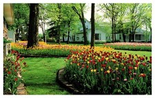 Pella IA Iowa Scholte House Gardens Blooming Tulips Chrome Postcard