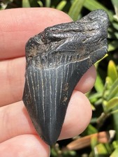 Natural Beautiful 1.77” Megalodon Tooth Fossil Shark Teeth