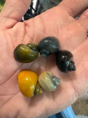(10) Mystery Snails (Quarter Size or Larger)