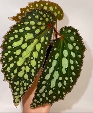 💥 RARE Premium Begonia! A cross  Darthvaderiana X 
