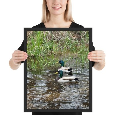 Mallard Ducks Framed photo paper poster