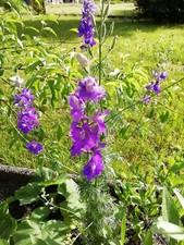 Wild Knight's Spur Blue - Purple 200 Seed Annual Poisonous Flower