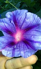  Beautiful Purple Stripe Morning Glory Vine - 15 Seeds - Comb.S/H WOW!