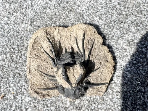 VINTAGE FOSSIL TRILOBITE SPECIMEN COLLECTIBLE NATURAL PREHISTORIC GEOLOGY