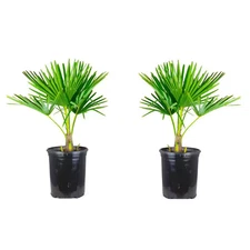 1 Gal. Windmill Cold Hardy Palm Tree (2-Pack) | (NEW) (FREE SHIPPING)