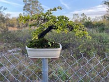 Florida native Spiny Black Olive bonsai tree