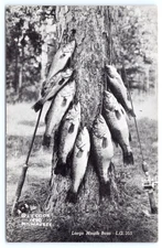 Cable Wisconsin Trail Inn At Lake Owen Stringer Black Bass c1950s WI Postcard