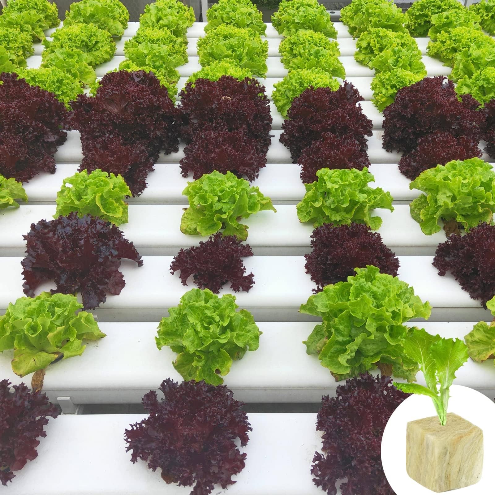 Rockwool Cubes for Hydroponics - 1 Inch Starter Plugs for Plant Germination