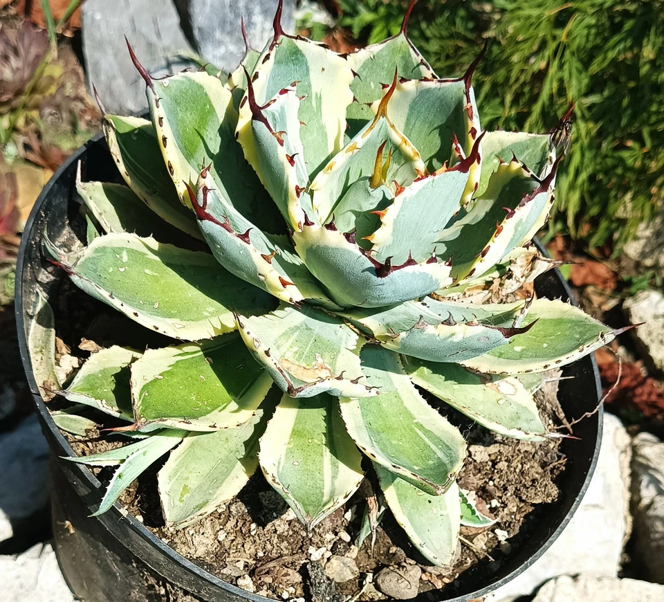 Agave Potatorum Variegata cactus cacti succulent live plant free gift own roots - Image 4 of 4