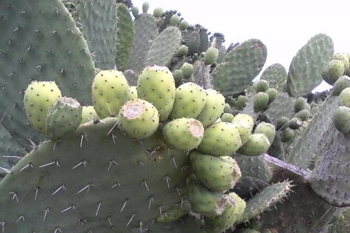1 Cutting Green Fruit Prickly Pear Cactus Opuntia albicarpa Pad Nopal Tuna Reina - Picture 3 of 4