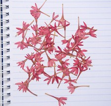 Pressed Purple Flowers Natural Dried Mini Flowers Resin Art Craft 100 200 500pcs