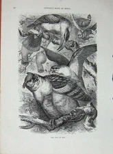 Original Old Antique Print Cassell'S Birds C1870 Uhu Bay Bird Prey Nature Tree