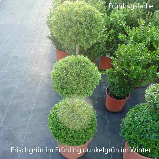 Buchsbaum Trio-Kugel auf Stamm 90-100cm o.Topf- Premiumqualität - Container 12L - Bild 3 von 4