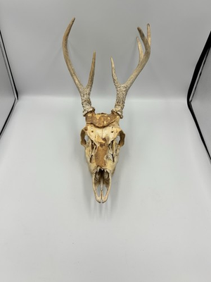 #ad #ad Real 7 Point Whitetail Deer Skull w Antlers European Mount Taxidermy Decor $64.99