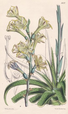 Agave Maculosa Texas Blume Botanik flower botany lithograph Curtis 5122