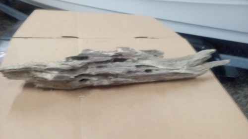 Driftwood Coral - 第 2/3 張圖片