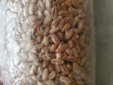 3 Lb Sterilized Hydrated Rye Berries With Gypsum Mushroom Grain Spawn Bag