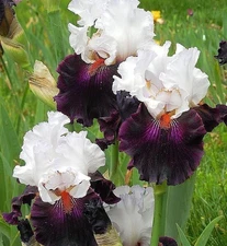 1 - STARRING GERMAN BEARDED IRIS Bulb Root Rhizome * MAKES A STRIKING DISPLAY