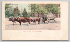 Oxen Pulling Cart Ox Team with Cotton Seed Postcard Detroit Photographic Co 1903