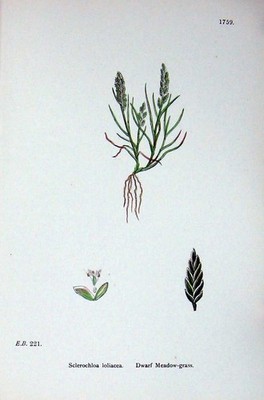 Original Old Antique Print Botany Plants C1902 Dwarf Meadow Grass Sclerochloa