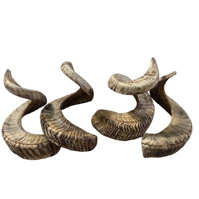 Ram Horn - 1 Natural Merino Horn (Size around curls around  23'' curve)