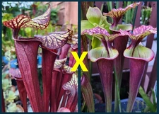 2025 SARRACENIA SEEDS: NIGHTWEAVER X KRIMZN TIDE [CARNIVOROUS PLANT SEED]