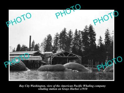 OLD LARGE HISTORIC PHOTO OF BAY CITY WASHINGTON THE WHALING Co STATION c1910