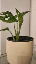 Monstera adansonii