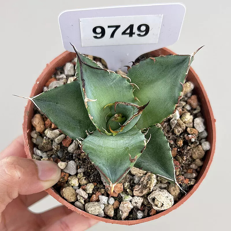 アガベ Agave titanota Hades 134 7-8cm 1PCS Live Agave Titanota Hades Beautiful Garden Rare