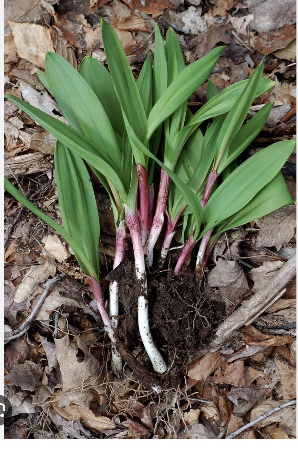 10 Ramps Wild Leeks Organically Grown Bulbs For Planting Allium Bare