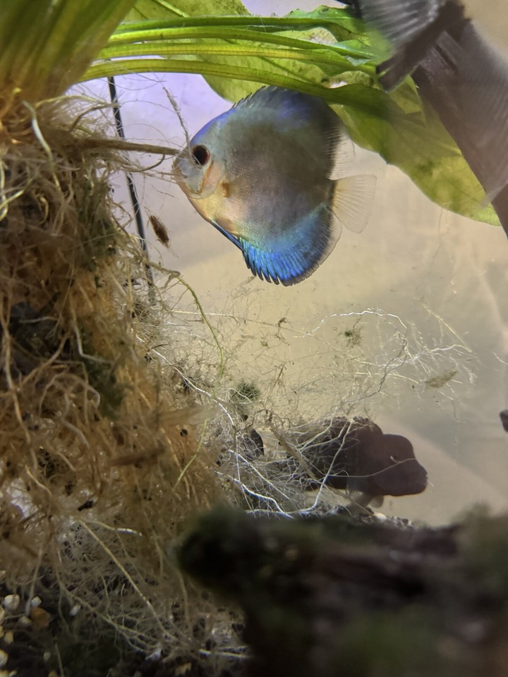 Live Discus discus live fish | eBay