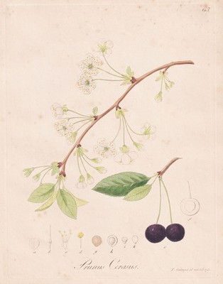 Prunus cerasus Kirschen cherry Obst Botanik engraving Kupferstich Guimpel 1815