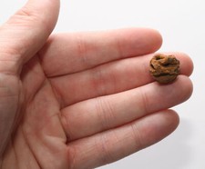 Dinosaur Age Fossil META SEQUOIA PINE CONE - Hell Creek Formation USA Cretaceous