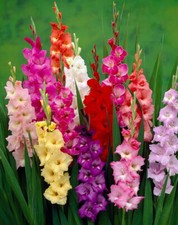 Gladiolus Large Flowering 'Rainbow Mixture' 10 Bulbs Size 12/14 cm