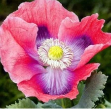 400+ Hens & Chicks Poppy Seeds **Fresh Seeds** ~~Free Shipping~~